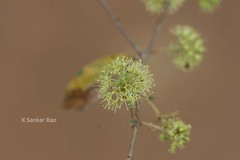 Anogeissus acuminata
